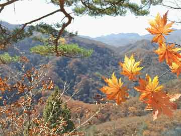四肖期期準(zhǔn)免費(fèi)資料大全免,關(guān)于四肖期期準(zhǔn)免費(fèi)資料大全免的探討——警惕違法犯罪風(fēng)險(xiǎn)